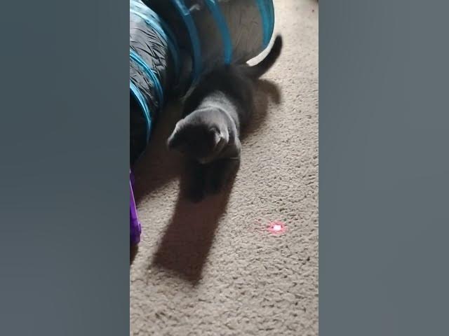 Video thumbnail for tails