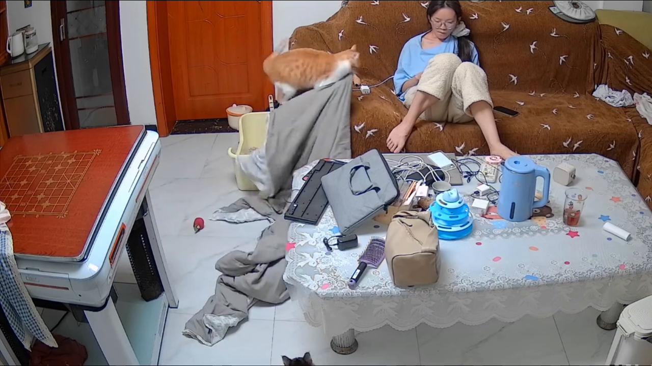 Video thumbnail for China: Determined cat delivers blanket to owner despite its large size in China.