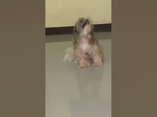 Video thumbnail for Happy Babies