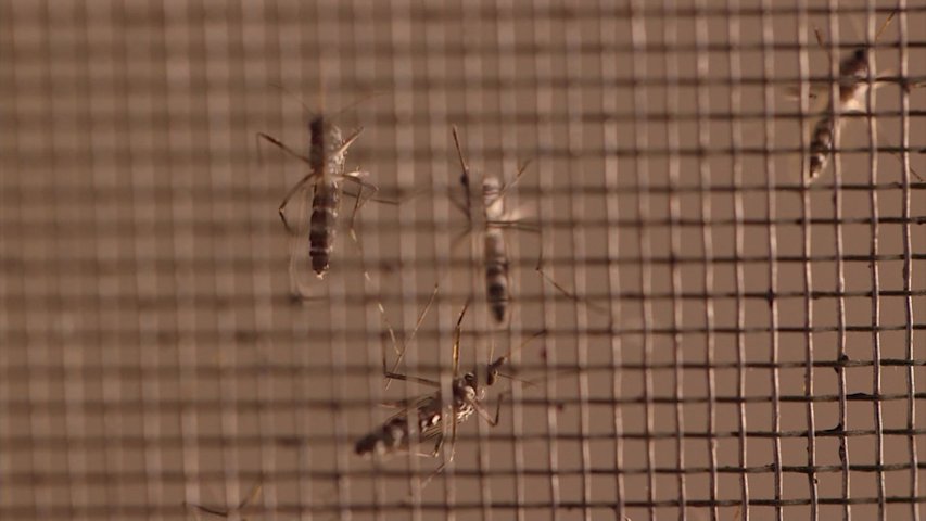 Video thumbnail for Mosquito sample tests positive for West Nile virus in Haverstraw