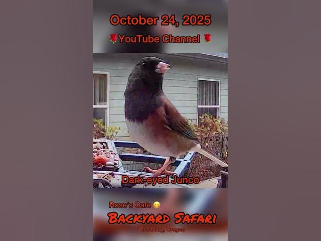 Video thumbnail for Backyard Safari, October 24, 2025 #birdwatching