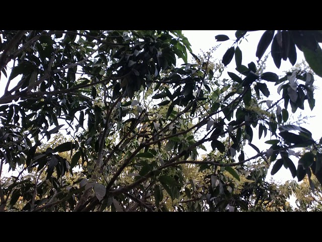 Video thumbnail for আমের মুকুল