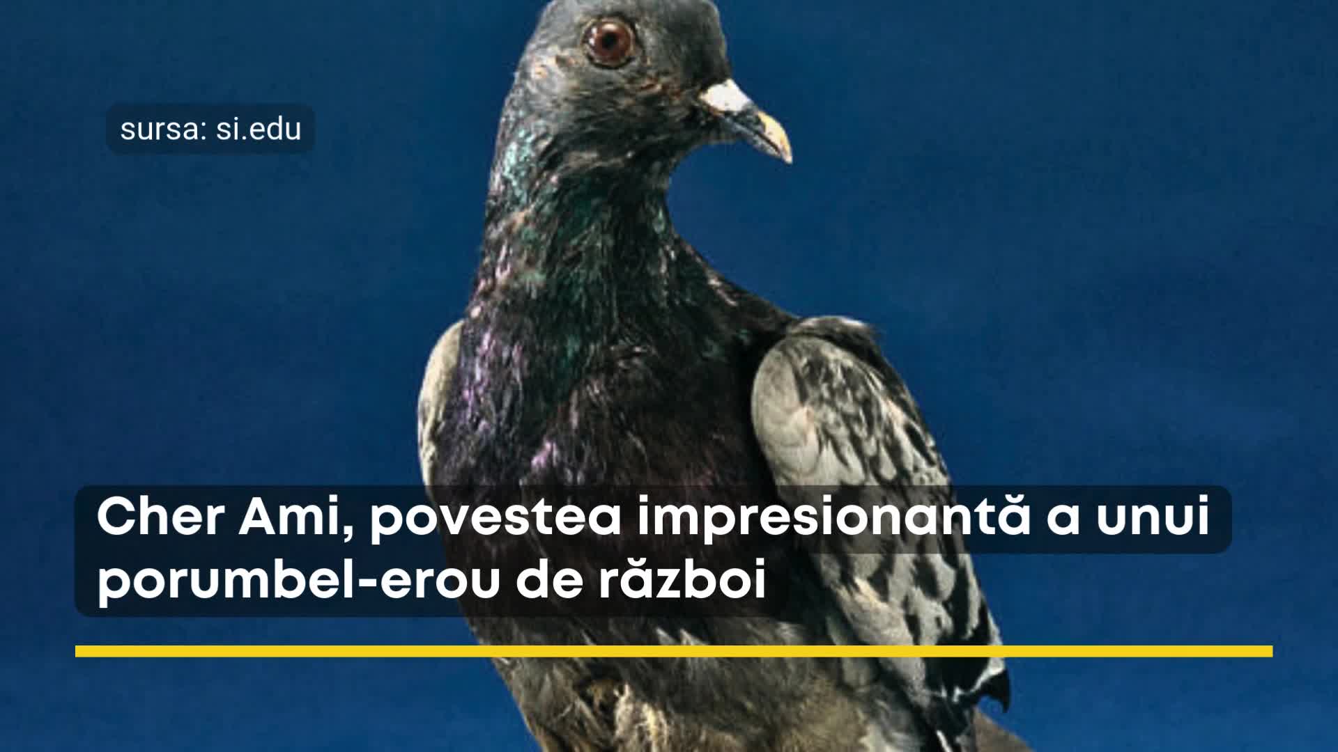 Video thumbnail for Cher Ami, porumbelul-erou de razboi