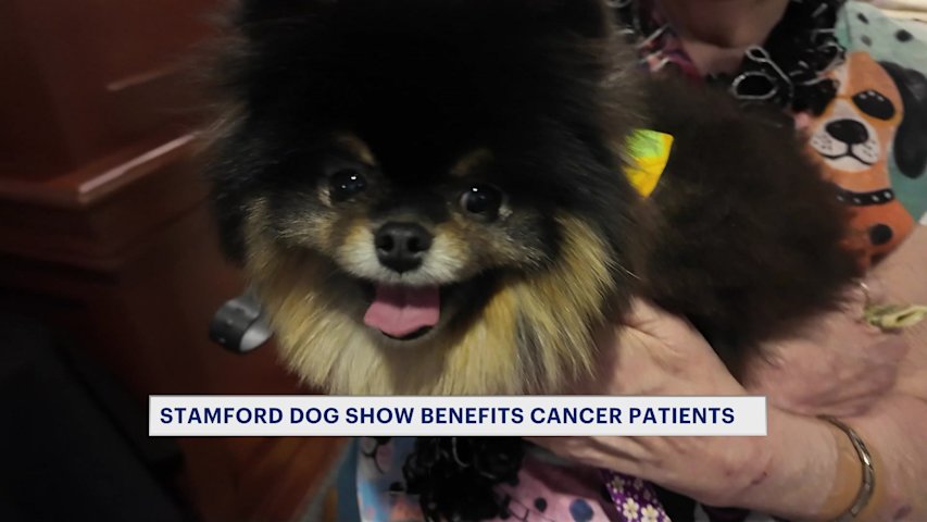 Video thumbnail for 'Edgeminster Dog Show:' Stamford retirement community hosts dog show to benefit cancer patients