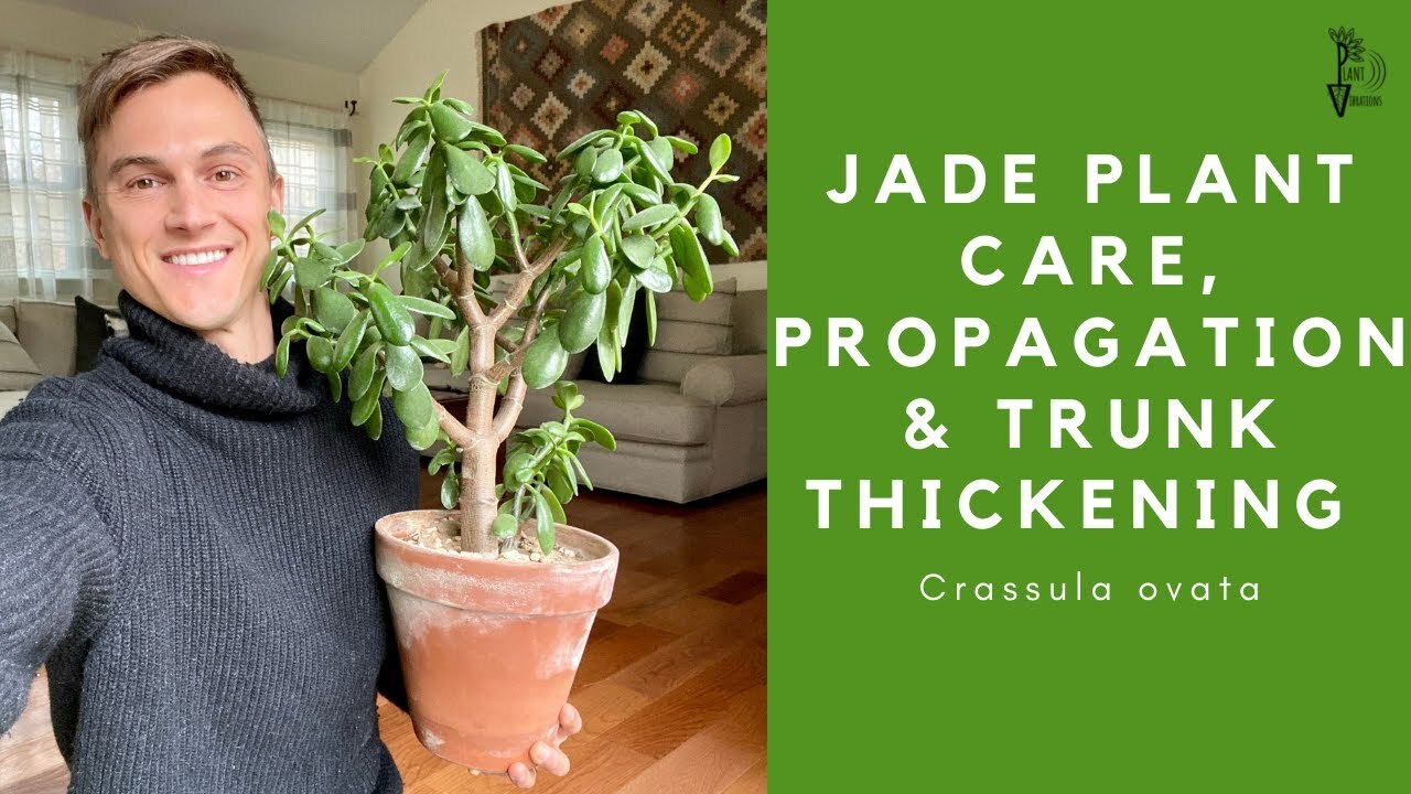 Video thumbnail for JADE PLANT Care, Propagation and Trunk Thickening Tips - 2023