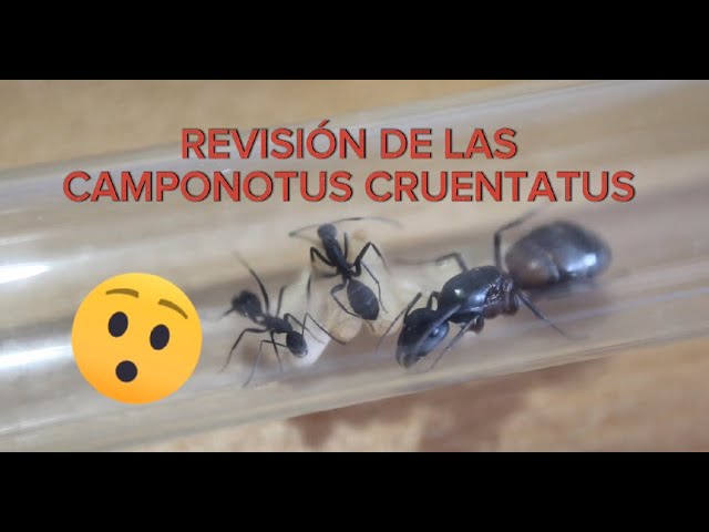 Video thumbnail for MINI COLONIA DE CAMPONOTUS CRUENTATUS