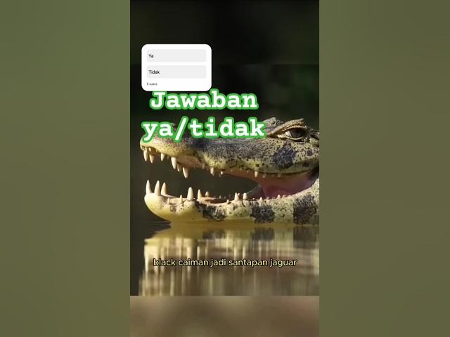 Video thumbnail for Jaguar vc Buaya