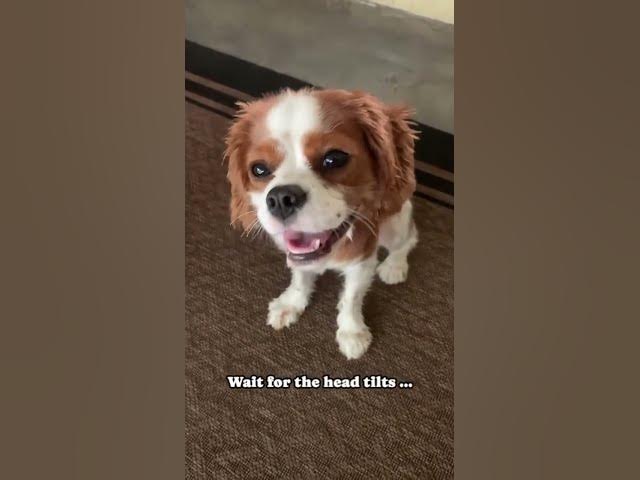 Video thumbnail for The Adorable Head Tilt You Didn’t Know You Needed 🥰 Cavalier King Charles Puppy #cute #puppy