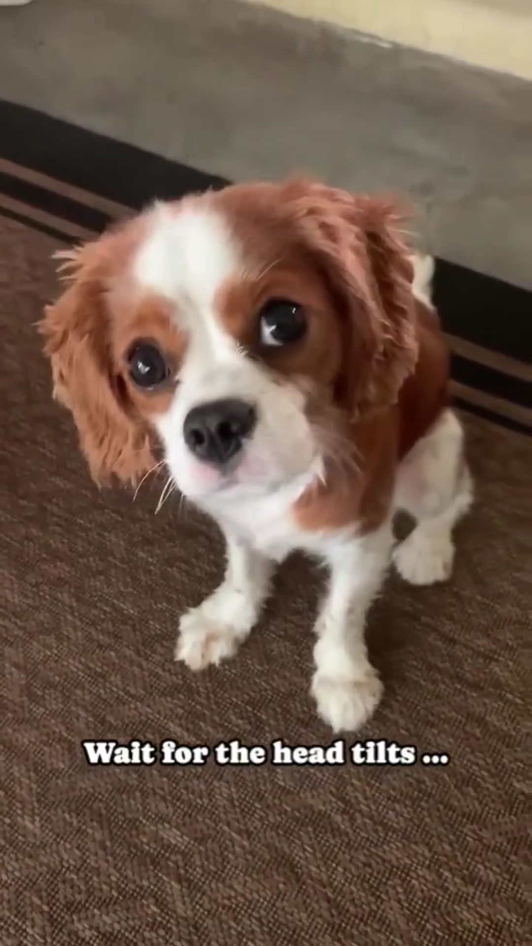 Video thumbnail for The Adorable Head Tilt You Didn’t Know You Needed 🥰 Cavalier King Charles Puppy #cute #puppy