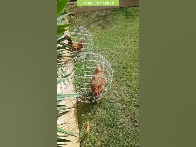 Video thumbnail for Protéger ses cultures des poules
