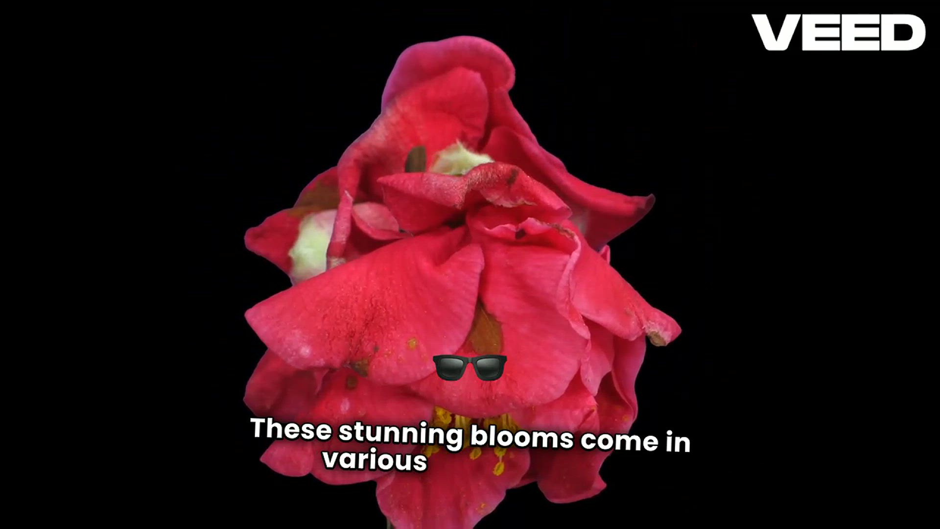 'Video thumbnail for How to Build a Garden with Camellia Flowers'