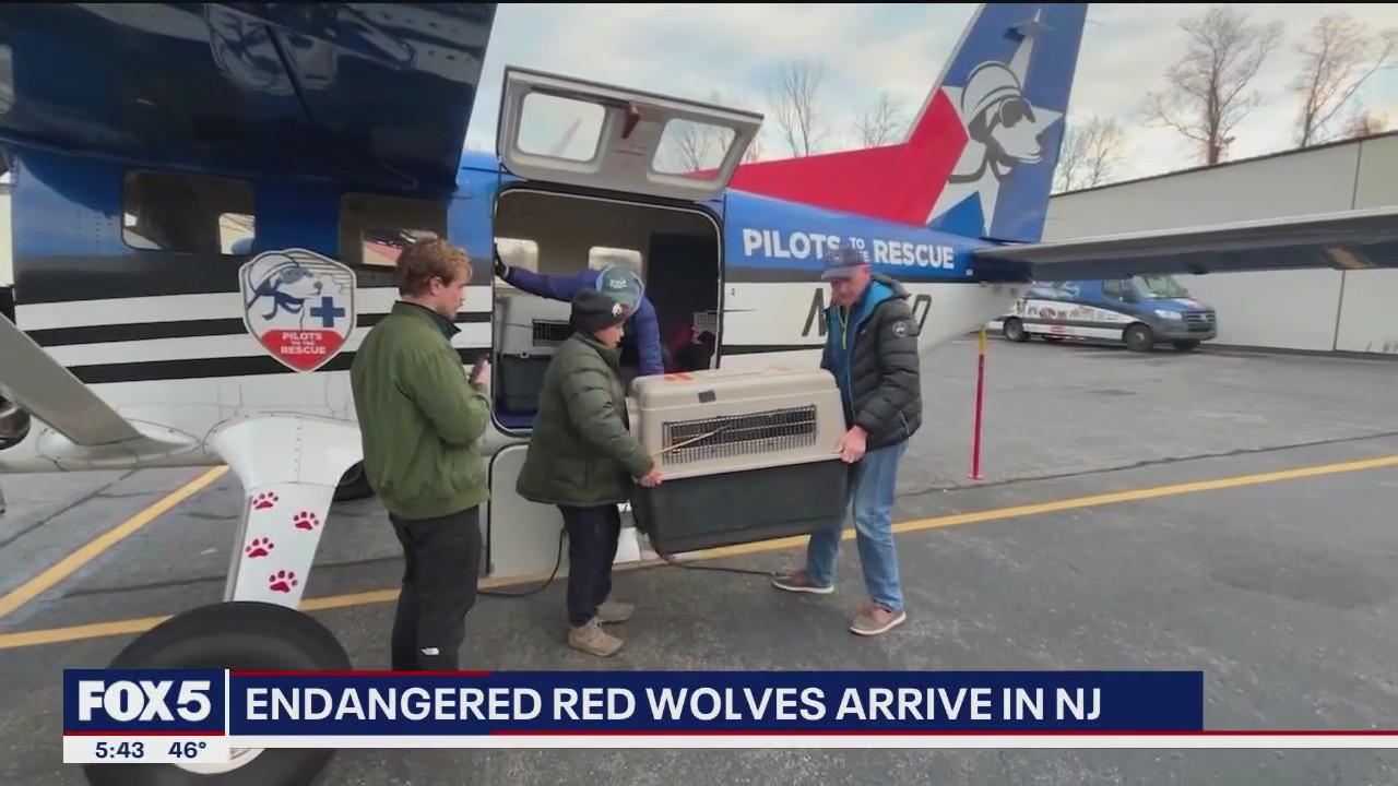 Video thumbnail for 5 endangered red wolves arrive in New Jersey to boost survival efforts