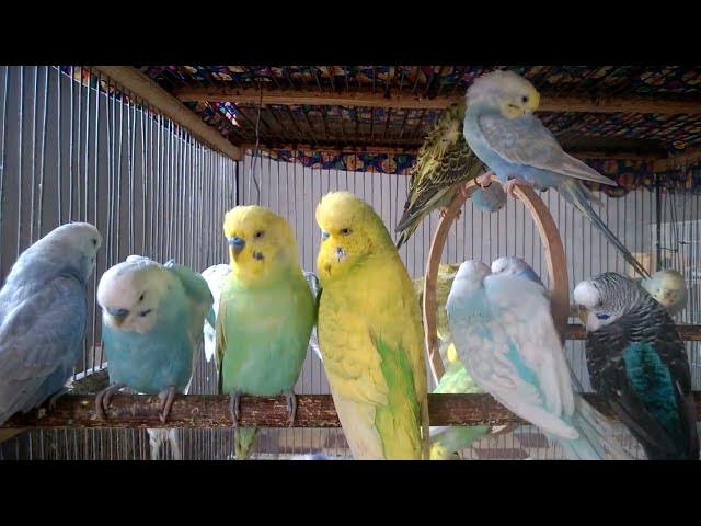 Video thumbnail for Fesselnde Blicke Diese Wellensittiche sind wahrhaft einzigartig 👁️💫 #SeltenesGefieder #BirdsofInst