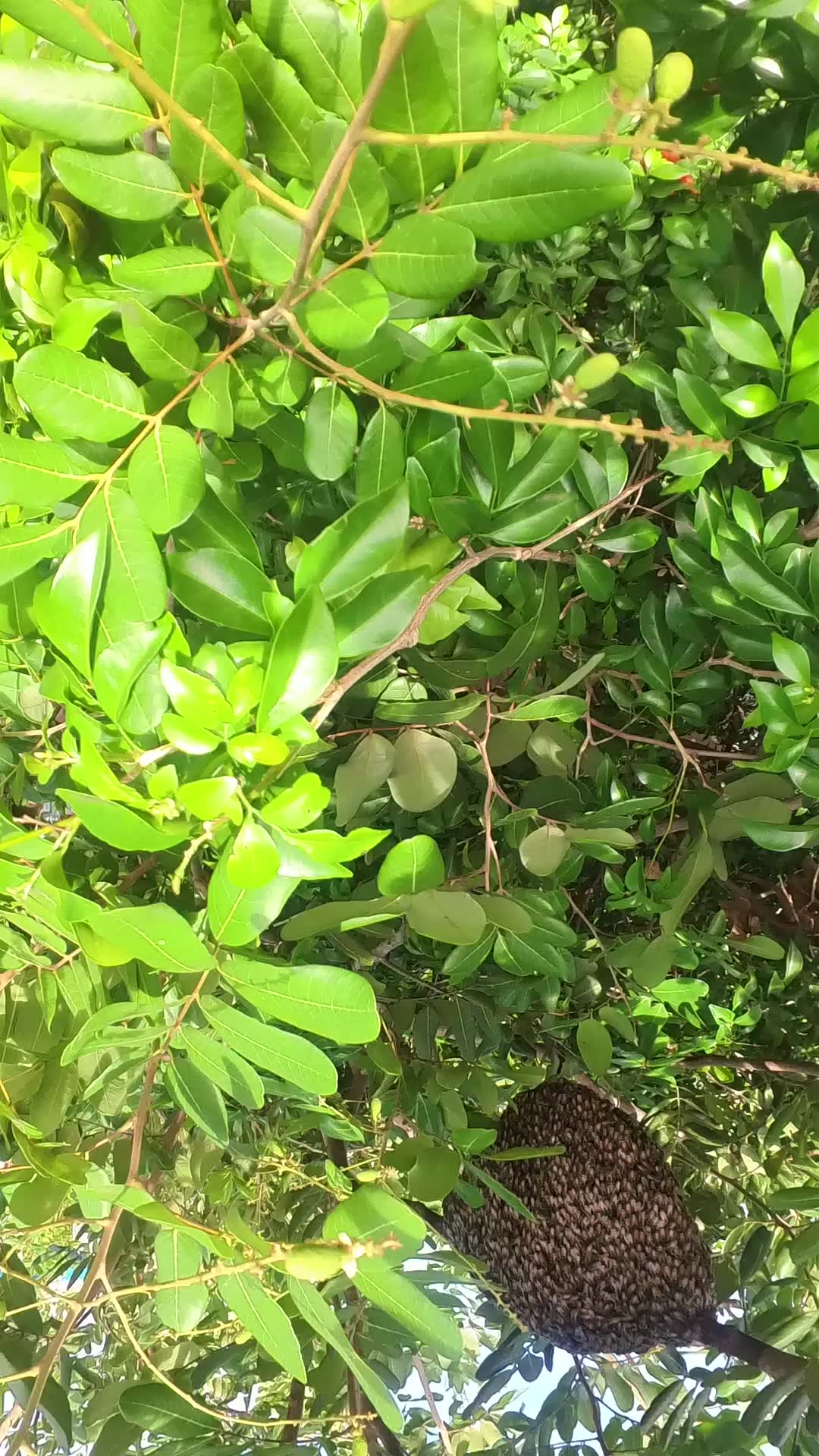 Video thumbnail for Bee of nest