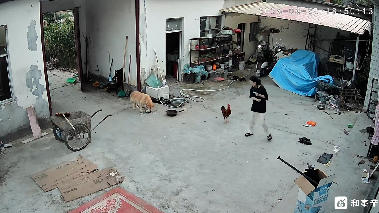 Video thumbnail for Rooster Chases Woman Across Courtyard in Henan