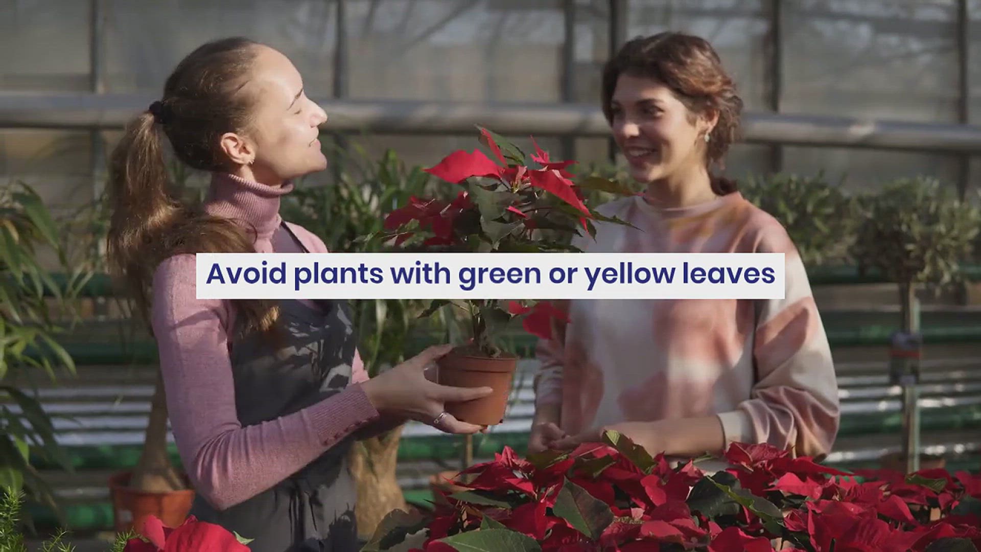 'Video thumbnail for How to Keep Poinsettias Red'
