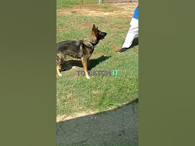 Video thumbnail for The Frisbee Catch I didn't Film!🐶
