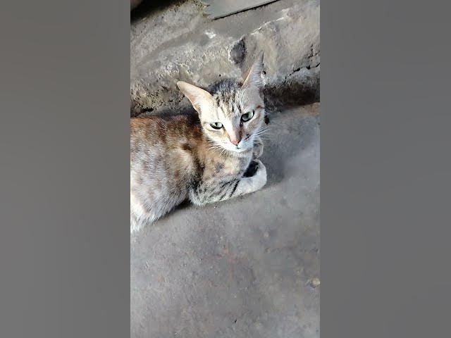 Video thumbnail for My Cat Thinking about my future babies life