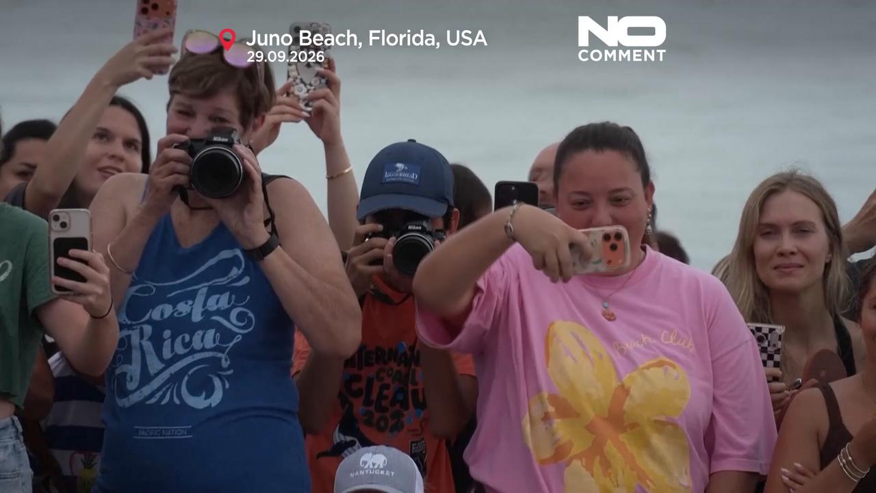 Video thumbnail for Rehabilitated green sea turtle Jurassic returns to Atlantic