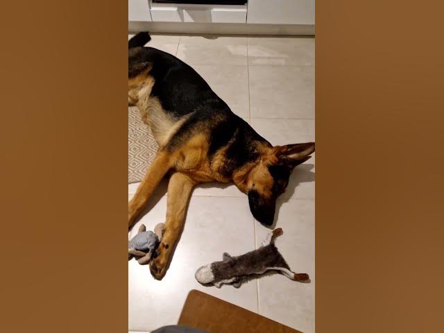 Video thumbnail for toy