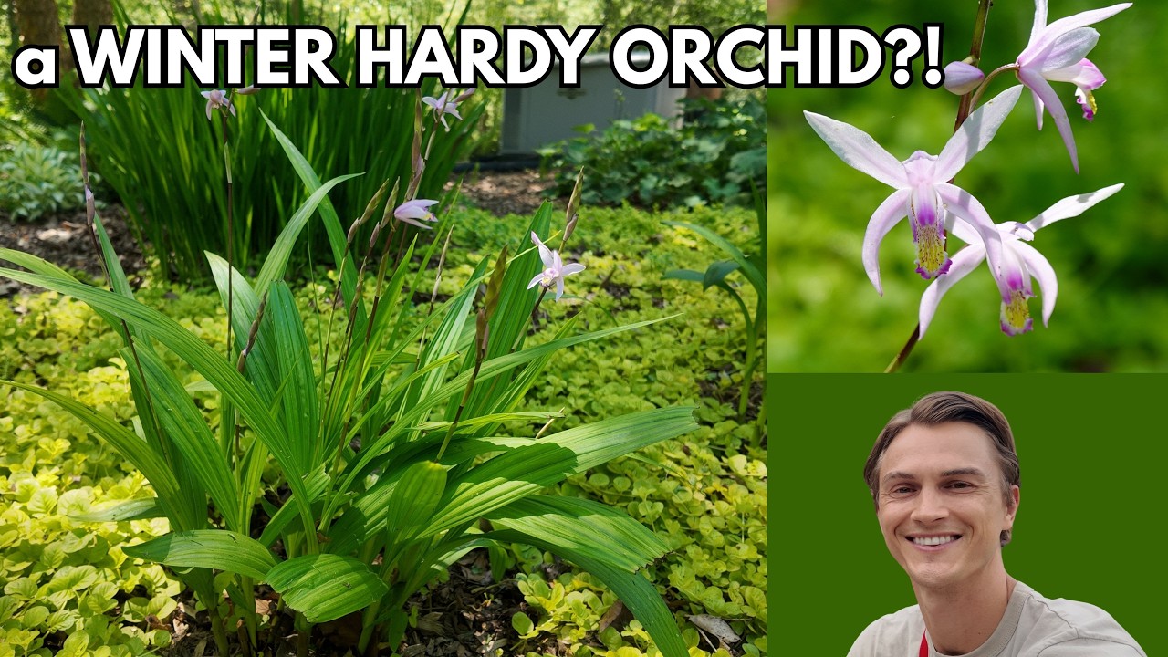 Video thumbnail for BLETILLA - Winter Hardy ORCHID for the Garden - How to Grow & Blooming Tips