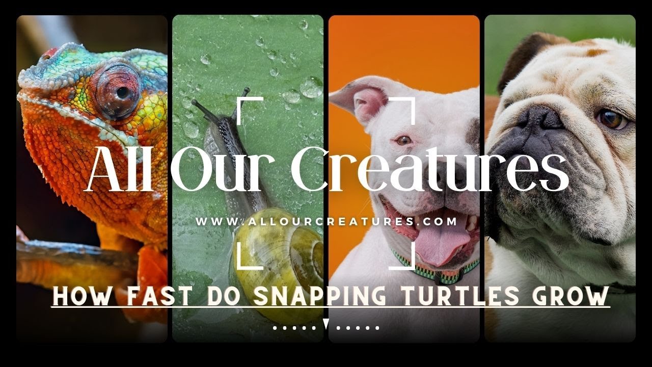 Video thumbnail for How Fast Do Snapping Turtles Grow? [Full Guide]