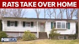 Video thumbnail for Hundreds of rats took over this Long Island home