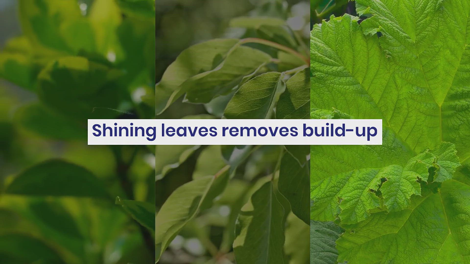 'Video thumbnail for How to Make Leaves Shiny Again'
