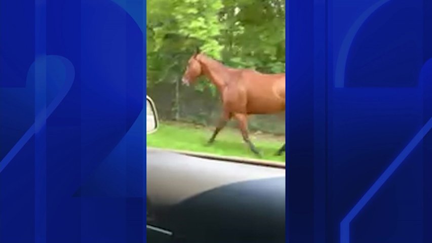 Video thumbnail for 'I didn't know she could jump.' Horse rescued from LIE service road