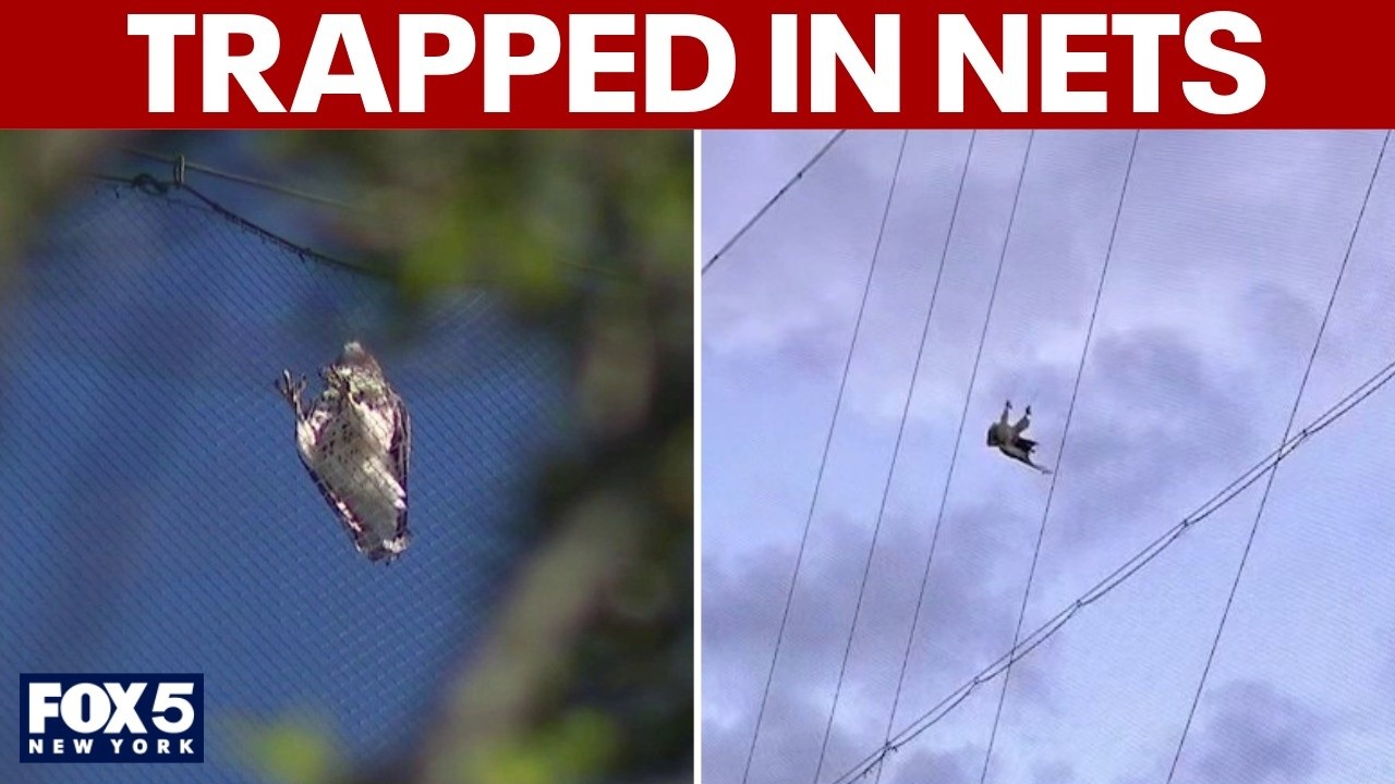 Video thumbnail for Bird entanglements at Topgolf locations on Long Island