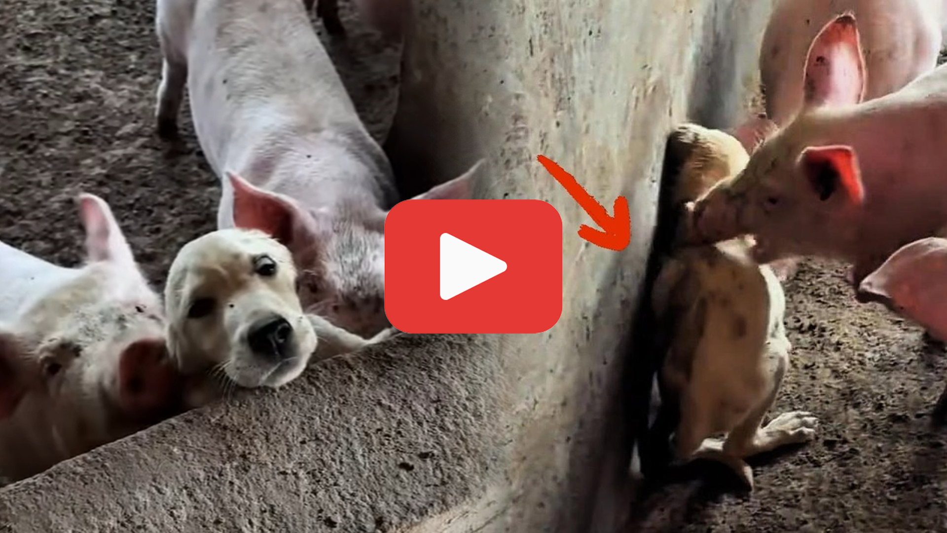 Video thumbnail for Locked Away and Tortured—All for Stealing a Bite of Feed