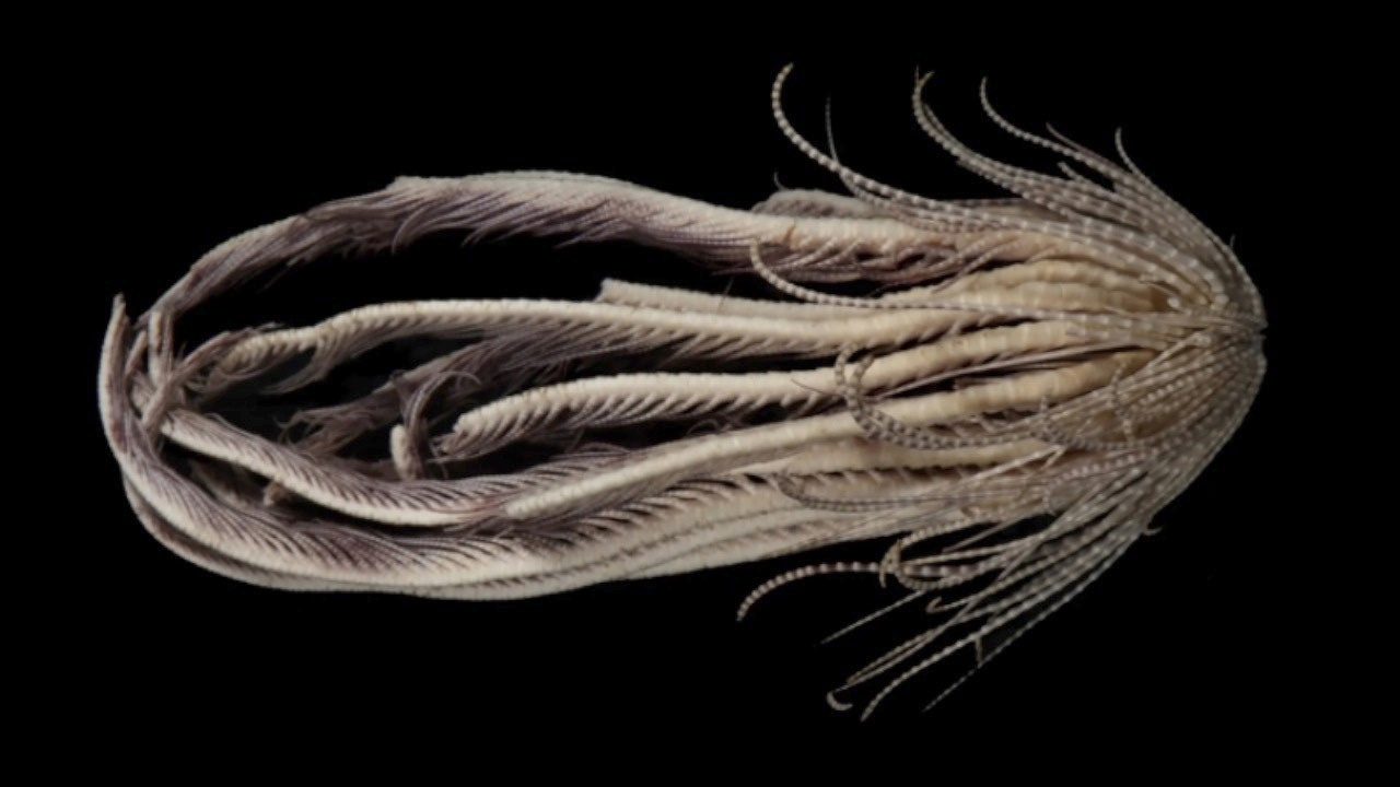 Video thumbnail for Alien-Looking Antarctic Creature Turns Out to Be Terrestrial Antarctic Strawberry Feather Star
