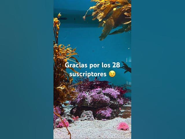 Video thumbnail for junio 12, 2026