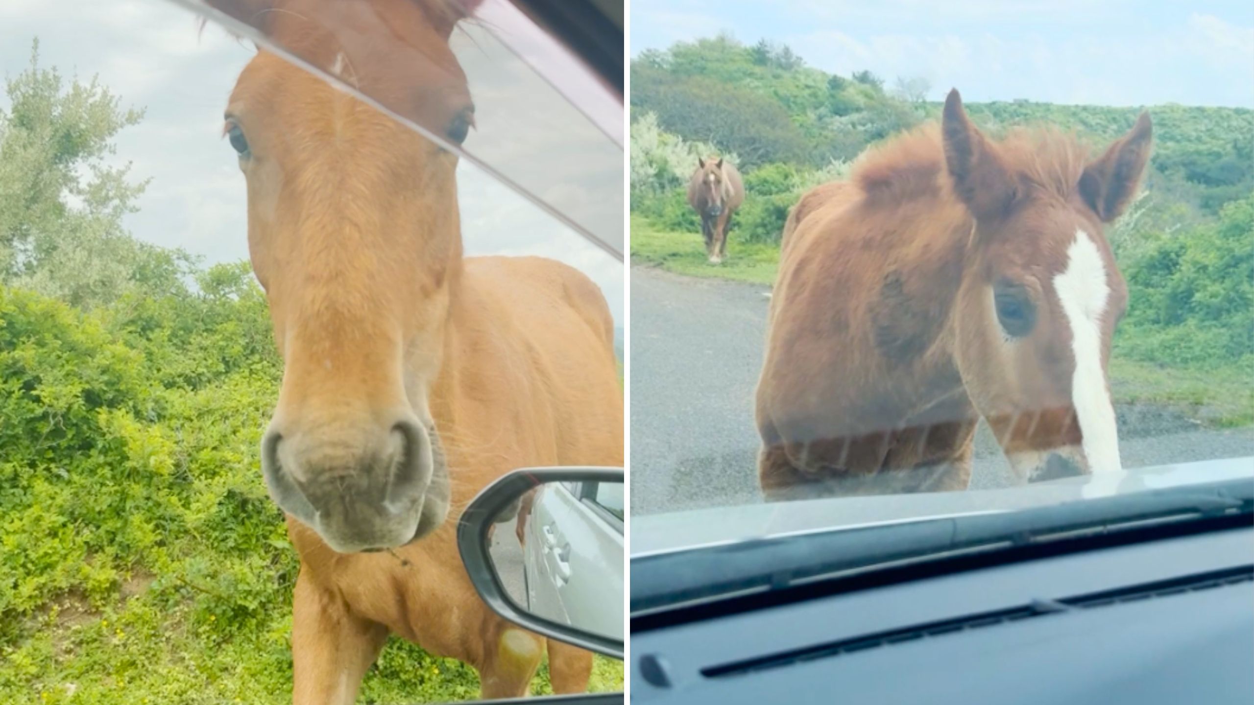 Video thumbnail for Friends’ Japan Road Trip Takes Wild Turn When Persistent Horses Refuse To Leave Their Rental Car Alone