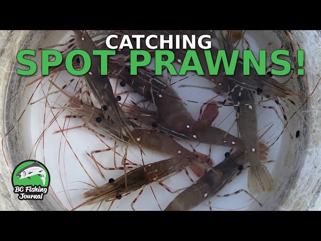 Video thumbnail for Learning How to Catch Spot Prawns - Catch Clean Cook