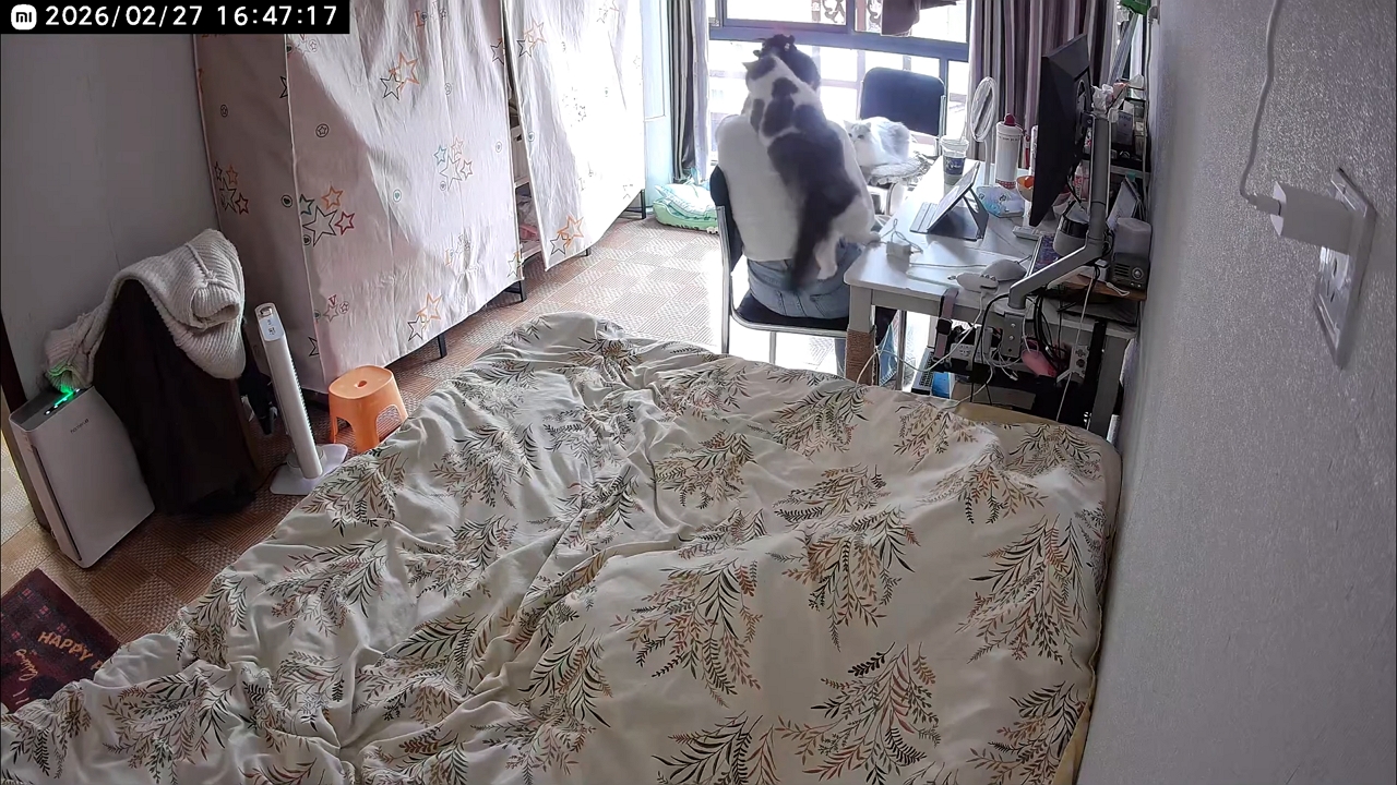 Video thumbnail for Playful Cat Surprises Owner with a Jump!