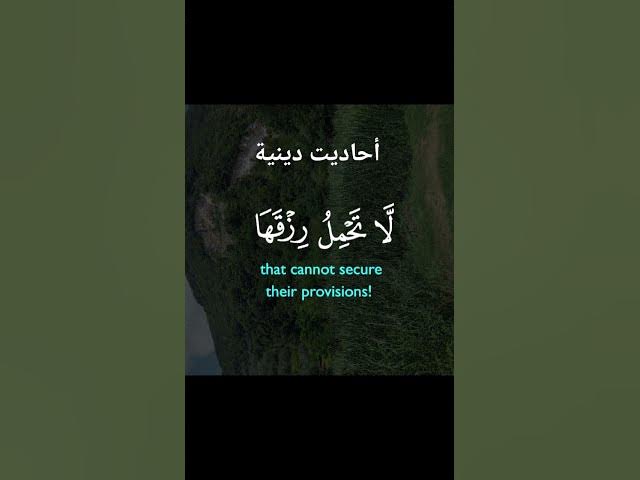 Video thumbnail for #nature #christmas #ihavethisthingwithplants #lifeisbutadream #اكسبلور #dance #المصحف #الرحمن