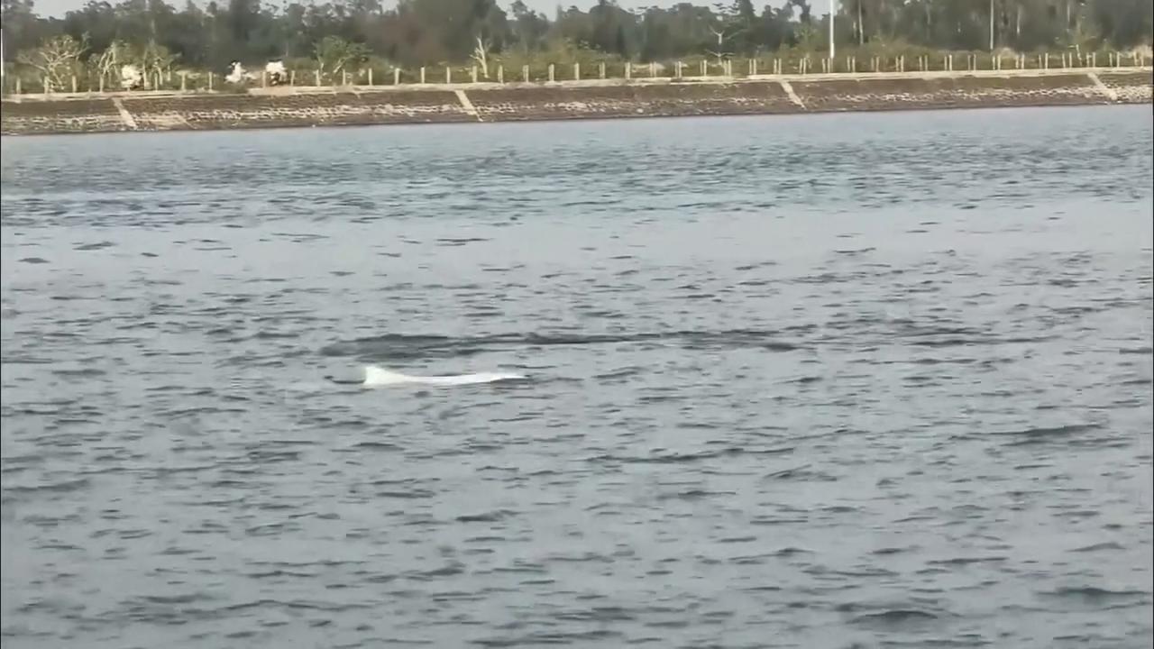 Video thumbnail for China: Chinese white dolphins spotted in waters off Hainan.