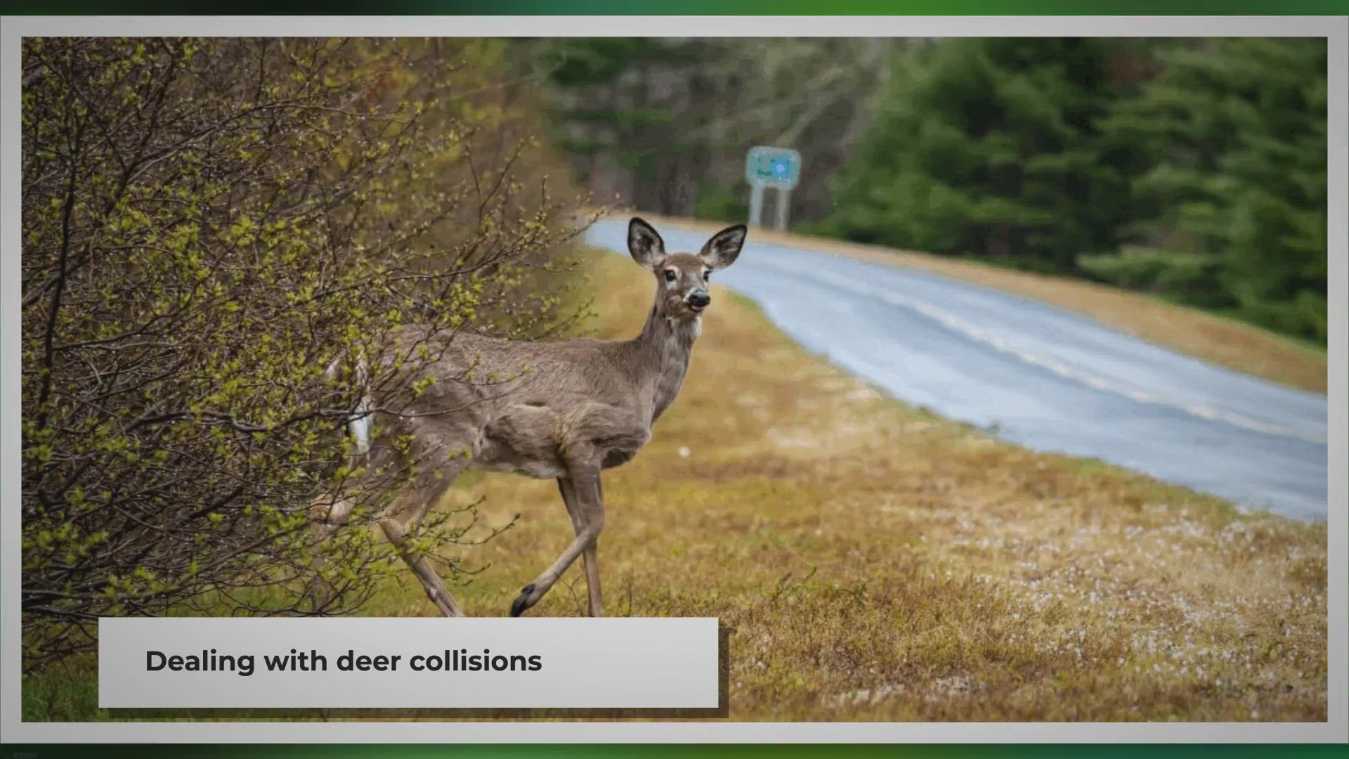 Video thumbnail for I Hit a Deer But it Ran Off (now what?) - Here's What To Do