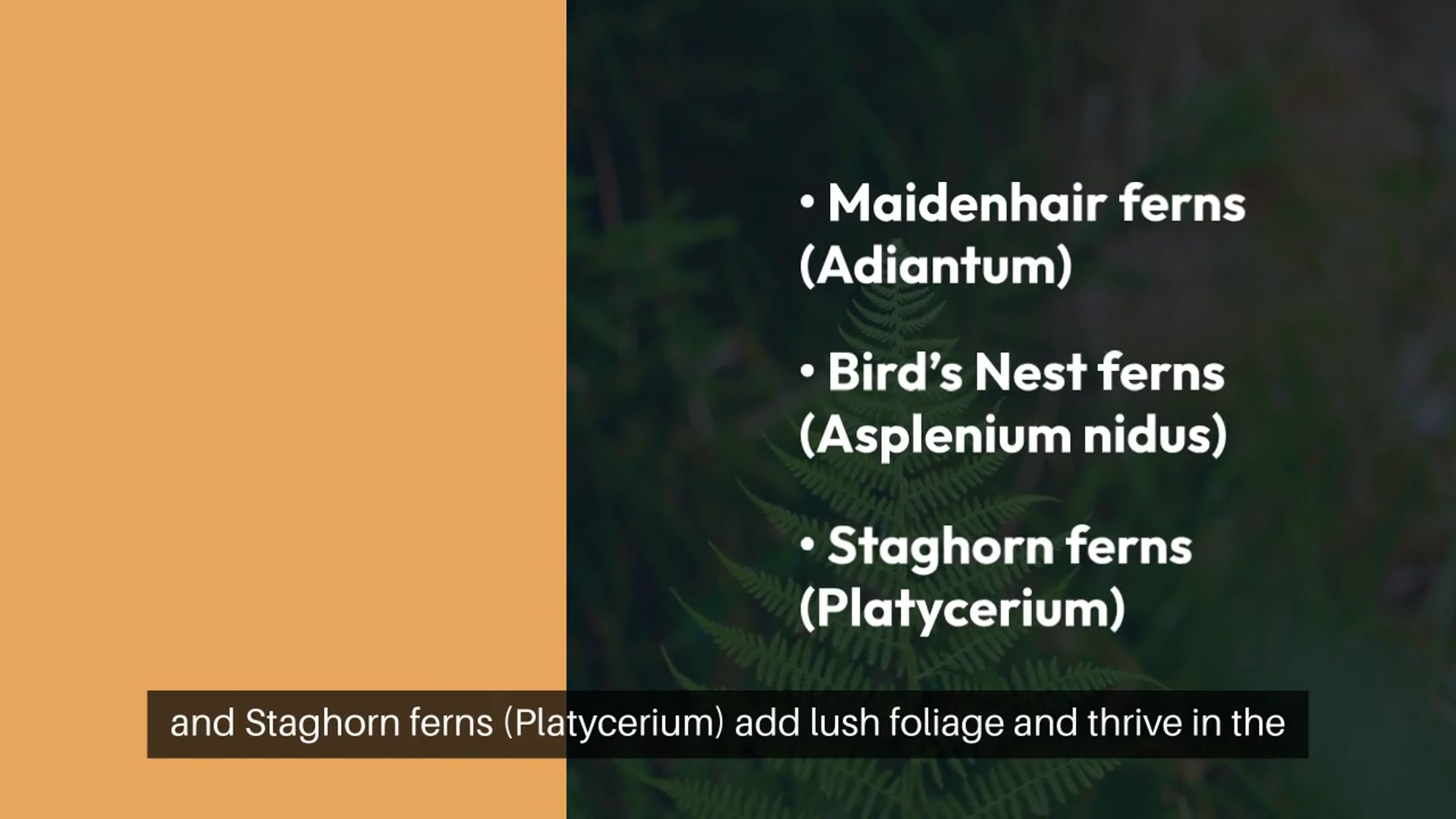 Video thumbnail for Tropical Terrarium Plants Guide