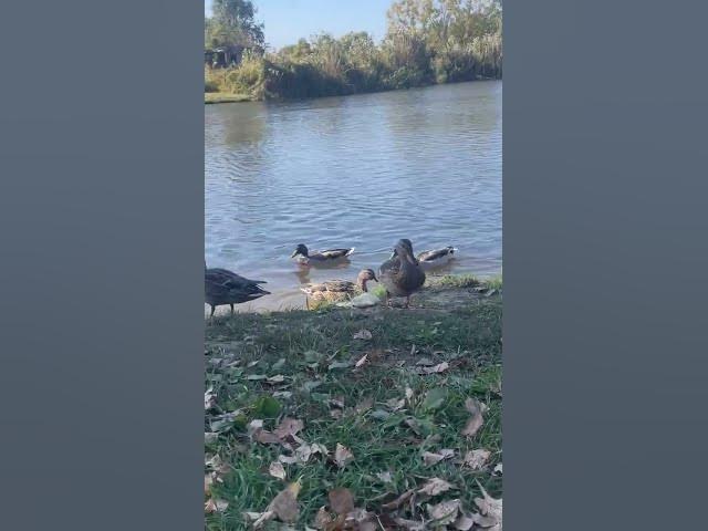 Video thumbnail for Cute ducks๐๐๐ฅฐ#shorts