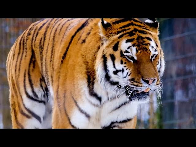 Video thumbnail for How Wildlife Sanctuaries Educate About Tigers?