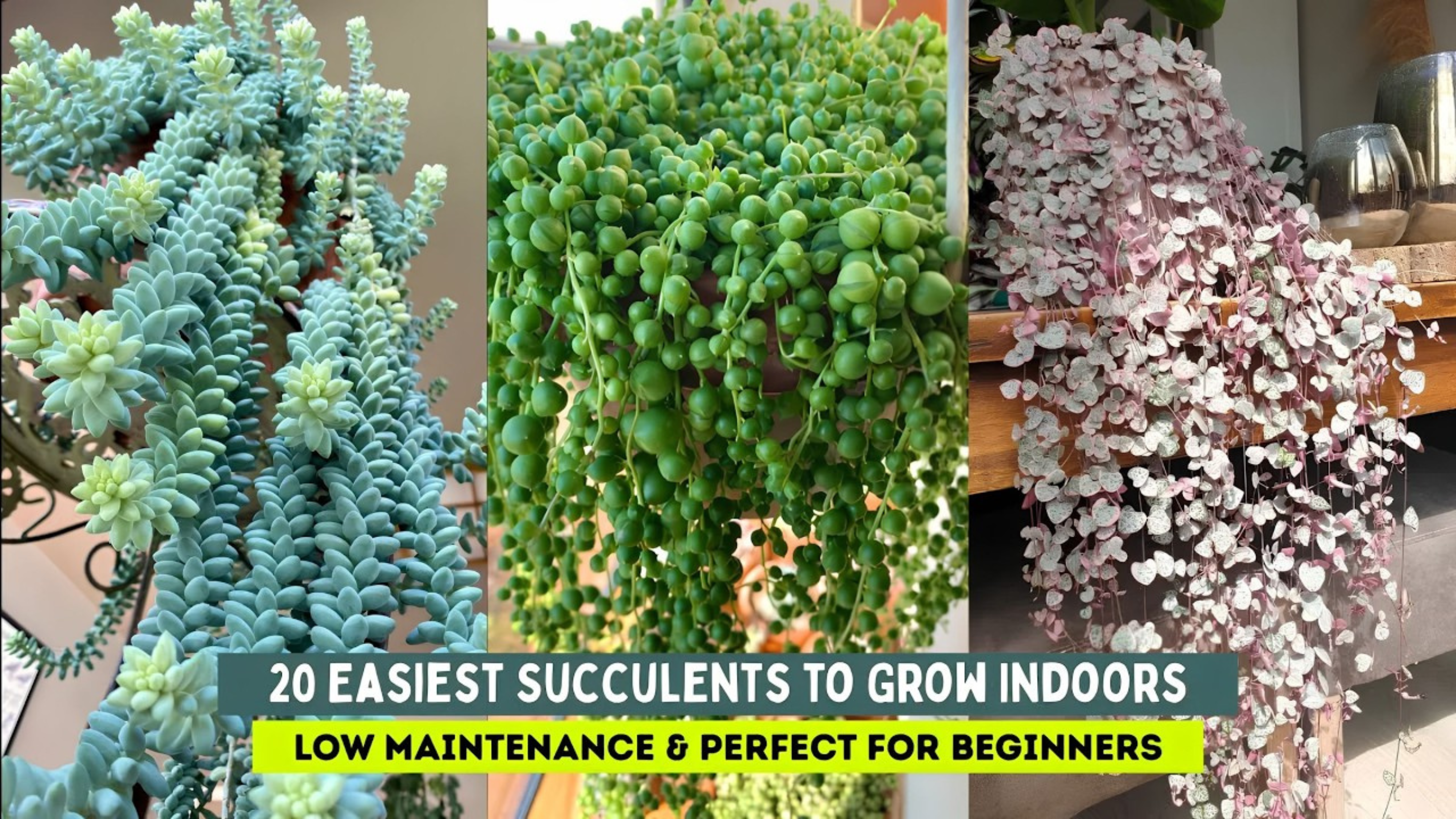 Video thumbnail for 20 Easiest Succulents to Grow Indoors   Low Maintenance & Perfect for Beginners