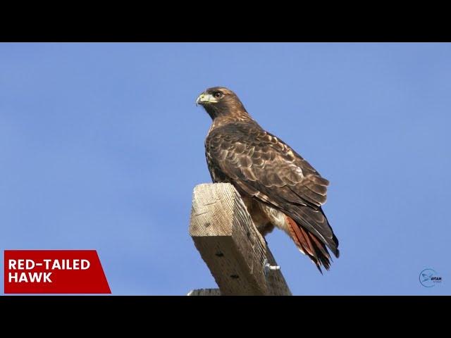 Video thumbnail for Hawks in Wyoming: Skyward Custodians of the Equality State