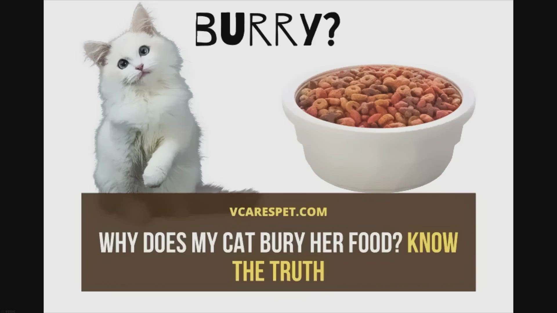 'Video thumbnail for Why Does My Cat Bury Her Food? Know The Truth'