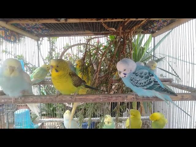 Video thumbnail for Sweet Budgie Chirping ASMR 💤🎵  Cute Sounds for Relax & Joy