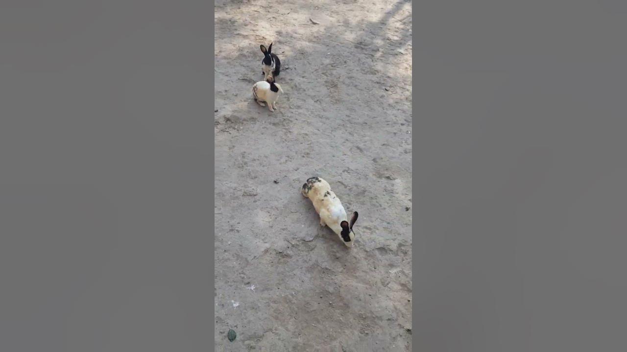 Video thumbnail for #youtube #ytshorts #ytshortsindia #shorts