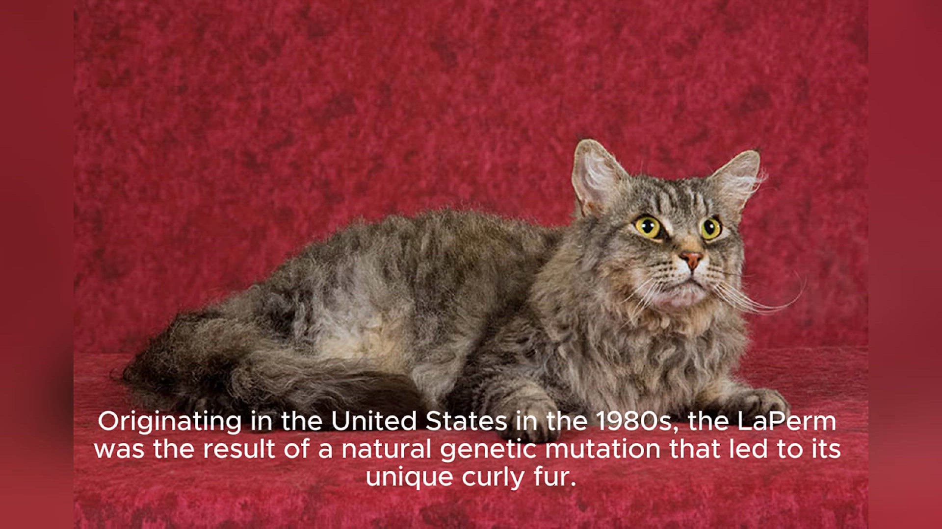 Video thumbnail for LaPerm