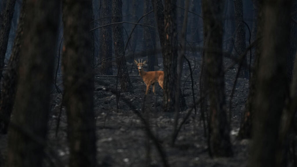 Video thumbnail for How volunteers are helping forest wildlife survive their blazing habitats