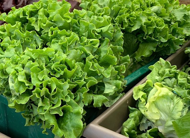 Video thumbnail for No New Jersey-grown produce linked to parasite outbreak, officials say
